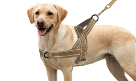 Weich Gepolstertes, Reflektierendes Hundegeschirr ohne Zug Braunes reflektierendes Hundegeschirr, weich gepolstert, No-Pull-Design, verstellbare Riemen, warm und weich.
