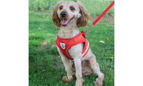 Reflektierende Hundegeschirrweste mit Passender Leine Rote reflektierende Hundegeschirrweste mit passender Leine, leicht, atmungsaktives Gewebe für bequeme und sichere Passform.