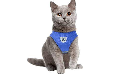 Blaue reflektierende Katzen-Geschirrweste mit passender Leine, atmungsaktives Mesh-Gewebe und eine 120 cm Leine.