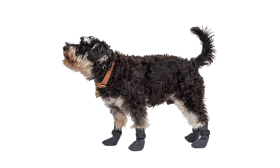 Set aus vier Hundeschuhsocken in Grau mit rutschfesten Sohlen, leicht, aus leicht zu reinigendem Material.