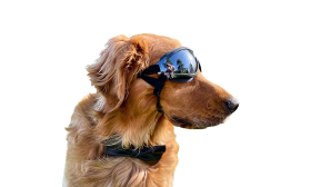 UV-Schutz Hundesonnenbrille mit Verstellbaren Riemen - Wind- und Wasserdicht UV-Schutz Hundesonnenbrille mit verstellbaren Riemen, wasserdicht und leicht, Kopf 36-56 cm, Kinn 20-25 cm.