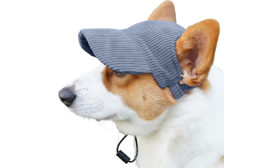 Corgi trägt einen atmungsaktiven blauen Hundesporthut, leicht, zum Sonnenschutz bei Sommerausflügen.