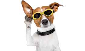 Stilvolle Hundesonnenbrille mit UV-Schutz Gelbe Hundesonnenbrille mit UV-Schutz, dunkel getönte Gläser für Augensicherheit und stilvolles Aussehen.