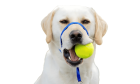 No Pull Hundehalsband mit gepolsterter Nasenschlaufe Blaues No-Pull Hundekopfgeschirr, verstellbarer Riemen, gepolsterte Nasenschlaufe, Größe L.