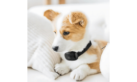 Schockfreies Anti-Bell-Hundehalsband mit Pfotenabdruck, verstellbar, für Hunde von 12 bis 110 lbs bis 22 Zoll.