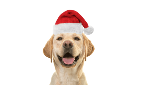 Weihnachtsmannmütze für Hunde und Katzen Weihnachtsmannmütze für Hunde und Katzen