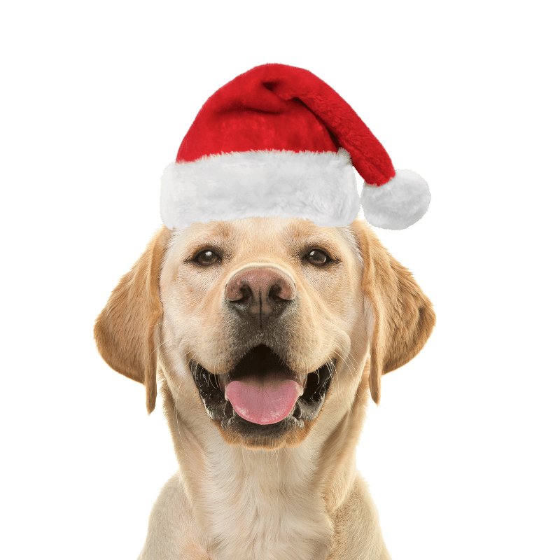 Weihnachtsmannmütze für Hunde und Katzen