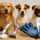 Fellpflege beim Hund: So passt du die Pflege an Felltyp und Rasse an