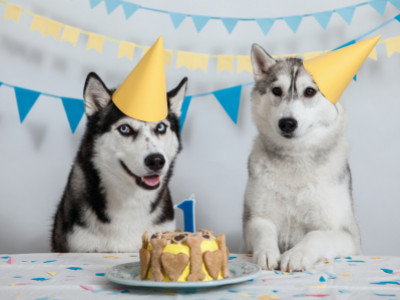 5 personalisierte Haustier Geschenke für Hunde- und Katzenliebhaber - und warum sie perfekt sind